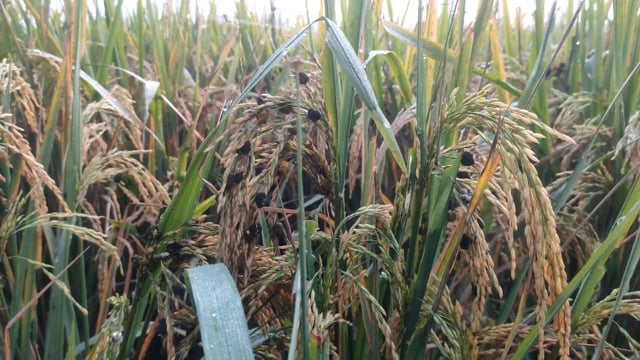 इटवा तहसील क्षेत्र में धान कि फसलों में लग रहे हरदिया रोग से किसान चिंतित ।