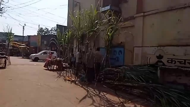 सिंदेवाही लोनवाही शहरातील बाजारात ऊस विक्रीची दुकाने सजली. 