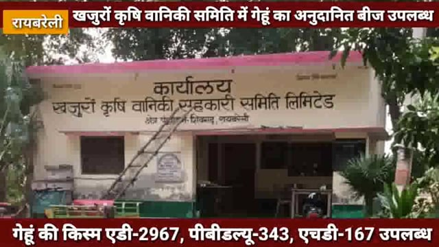 खजुरों कृषि वानिकी सहकारी समिति में गेहूं का अनुदानित बीज उपलब्ध 