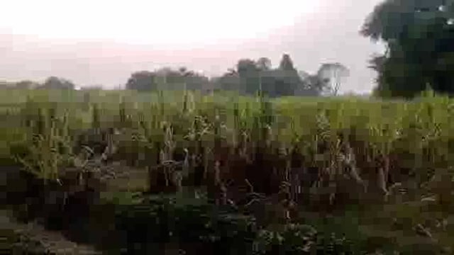 गोंडा: गन्ना बकाया भुगतान न मिलने से किसान परेशान