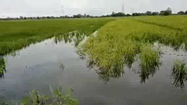 गोंडा: भारी बारिश से नष्ट हुई फसल किसान परेशान