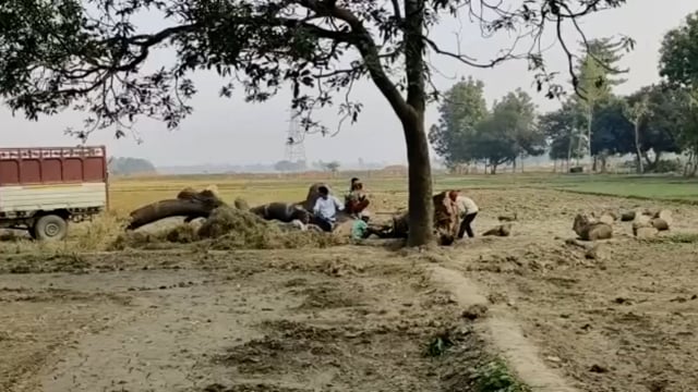 उसका बाजार के खुटवा के सिवान में धड़ल्ले से काटे जा रहे आम के हरे पेड़ ।