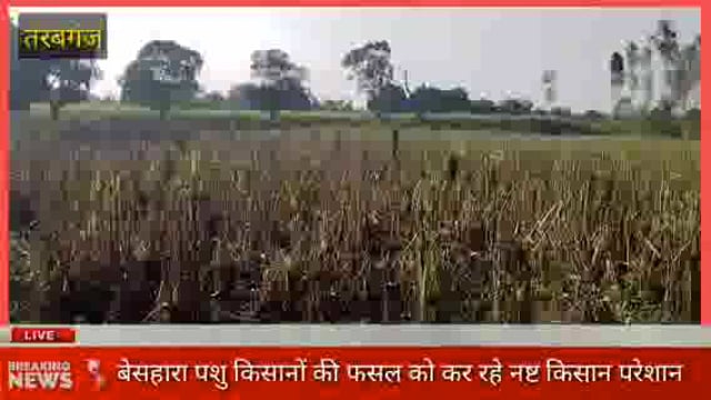 कर्नलगंज: बेसहारा पशु  फसल कर रहे नष्ट किसान परेशान