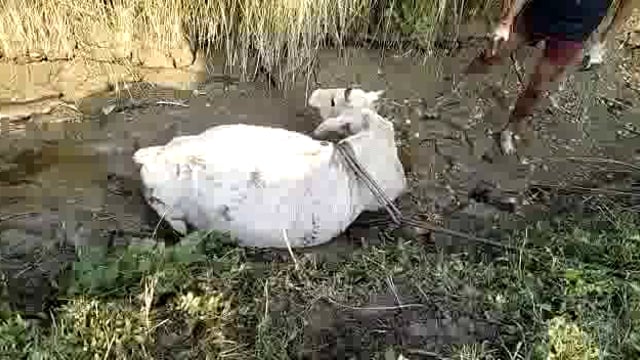 प्रतापगढ़ जिले के बाबागंज ब्लाक के गौ रक्षक ब्लॉक अध्यक्ष रोहित पांडे की टीम ने कीचड़ में फंसी गाय को निकाला बाहर
