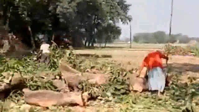 प्रतिबंधित हरे मोटे पेड़ पर चल रही स्वचालित आरी
वन विभाग के अधिकारी हैं खामोस
थाना मांधाता ग्राम तरौल