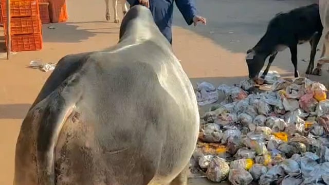 जालौन वागवान सेवा समिति के अध्यक्ष अशफाक राइन ने गौ माता को खिलाया पपीता 