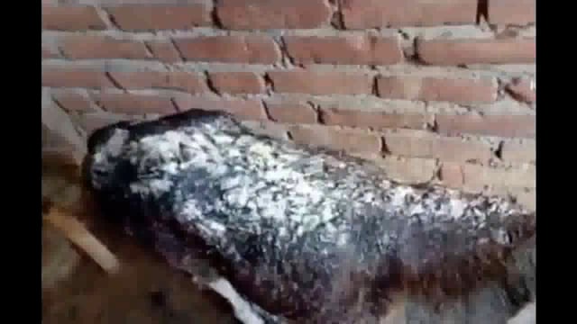 गिद्धा गांव में आग लगने से बाइक सहित अन्य सामान जलकर राख, लाखों की संपत्ति का हुआ नुकसान*