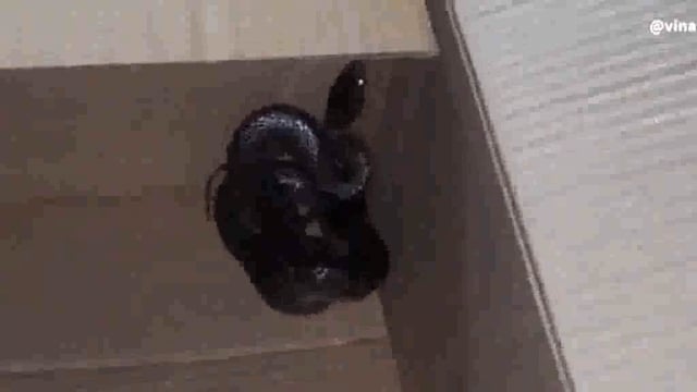 मंदिर में गेहूंवन सांप के मिलने से मची से सनसनी