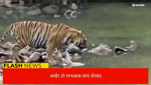 अखेर तो नरभक्षक वाघ जेरबंद