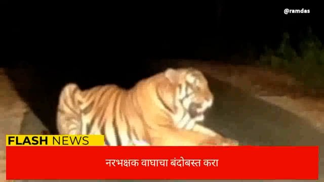 नरभक्षक वाघाचा बंदोबस्त करा