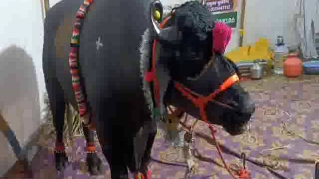 तासगाव मध्ये दीड टन वजनाचा रेडा पाहण्यास गर्दी