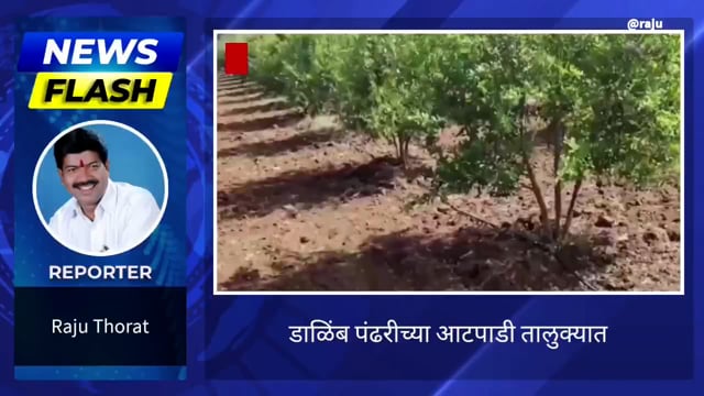 डालिंब बागा धोक्यात