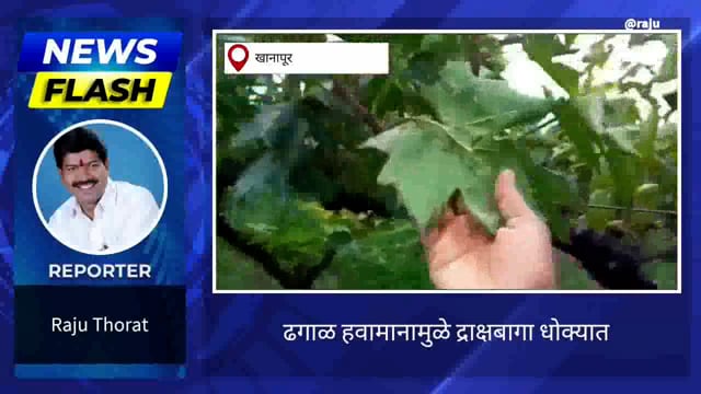 द्राक्ष बागा धोक्यात
डावण्या व घडगळ सुरू, शेतकरी धास्तावले