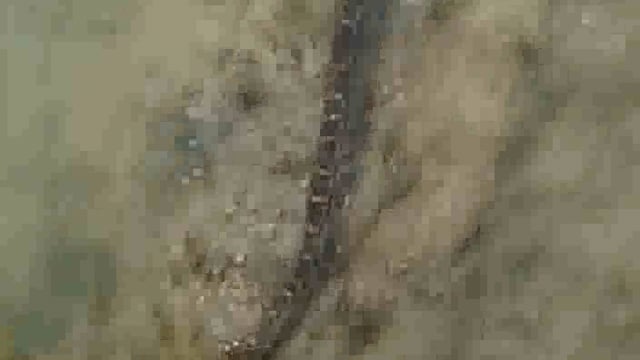 कोतवाली खेर गांव पल्ला जरारा के पास नहर किनारे निकला 10 फुट लंबा अजगर सांप