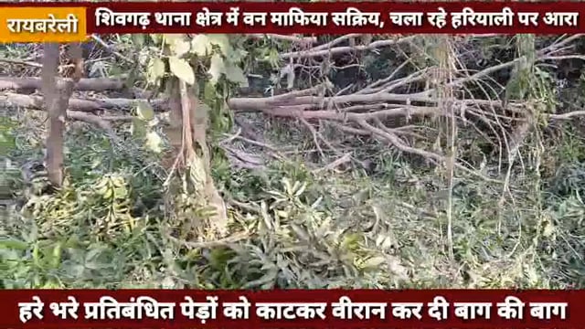वन माफियाओं ने प्रतिबंधित हरे पेड़ों पर आरा चलाकर वीरान कर दी बाग 