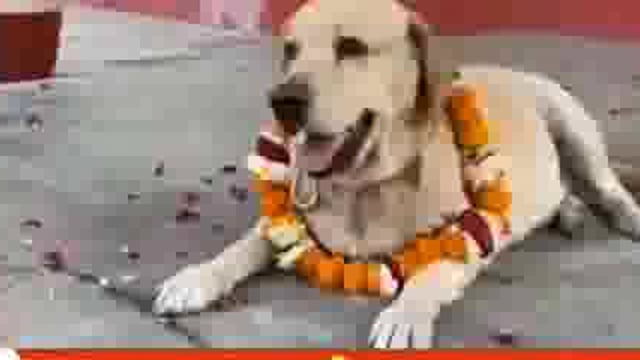 मथुरा रेलवे स्टेशन पर तैनात डोंन हुई नीलामी