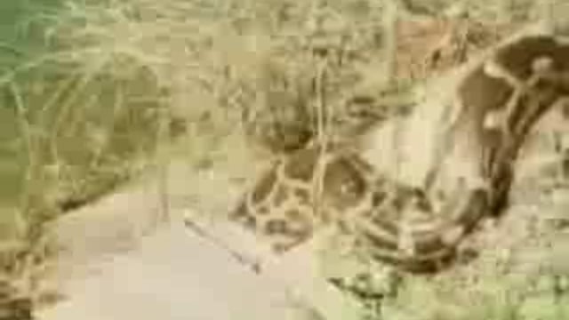 कोंच में चमरसेना रोड पर रिहायशी इलाके में विशालकाय अजगर निकलने से ग्रामीणों में मचा हड़कंप