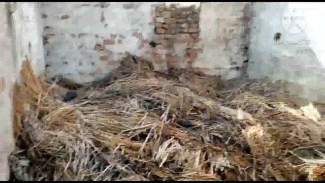 फुल्लीडुमर प्रखंड के तेलिया कुरावा गांव में 2 घरों में लगी आग ₹80000 से अधिक की संपत्ति जलकर हुई राख