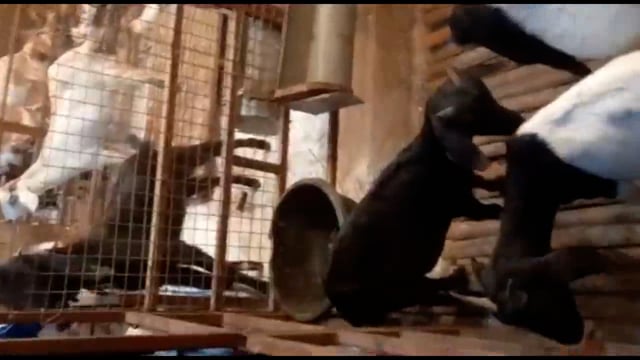 मत्स्य पालन कर विभाग बसमता पंचायत में लोगों का कर रहे है रोजगार सिर्जन 