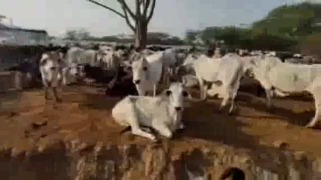 एक दर्जन गायों की मौत पर आक्रोशित हुआ विहिप,बजरंग दल प्रधान व सचिव पर कार्यवाही की मांग

