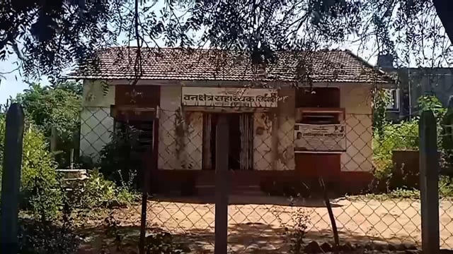 भेंडाळा (खातगाव) येथे बिबट्याच्या हल्ल्यात बैल ठार. 