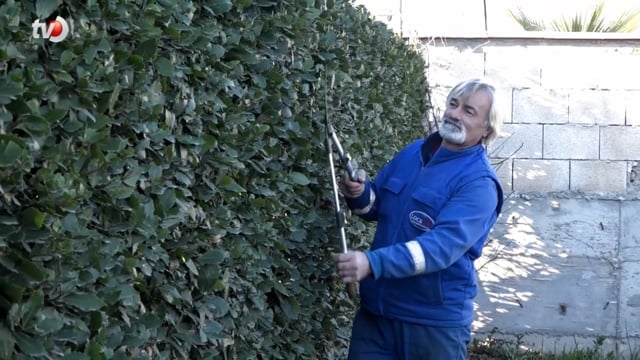 Kesilmiş Ağacı Tekrar Kesince Başına Gelmeyen Kalmadı