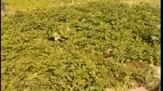 नम्बरी खेत से रास्ता निकालने का ग्राम प्रधान पर लगा आरोप
लालगंज कोतवाली के ग्राम जमालपुर राजा का पुरवा