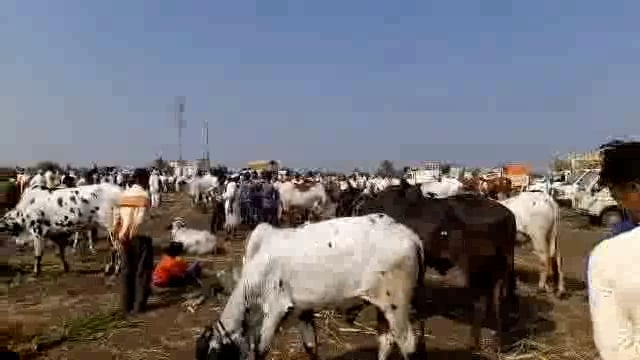 महाराष्ट्र राज्यात प्रसिद्ध असलेल्या हळी हंडरगुळी येथील बैल बाजाराला सुरुवात