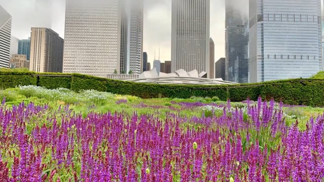 Laura Ekasetya of Chicago’s Lurie Garden
