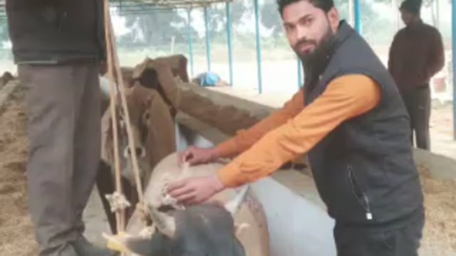 वजीरगंज के ढोढीयापारा के प्रधान दुर्गेश प्रताप सिंह ने गौवंशों के प्रति दिखाई दरियादिली, ठंढ से बचाव को कराया प्रबंध