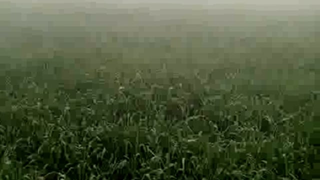 कड़ाके की ठंड से आलू की फसल को हो सकता है नुकसान