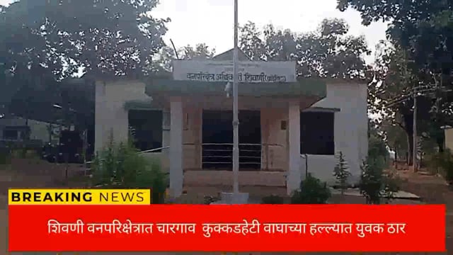 सिंदेवाही तालुक्यातील शिवणी वनपरिक्षेत्रात वाघाच्या हल्ल्यात युवक ठार. 