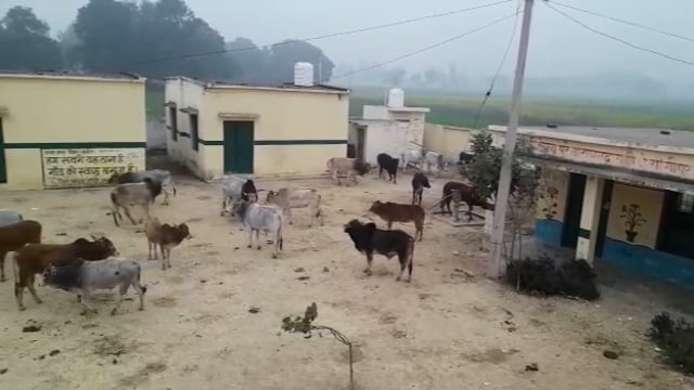 छुट्टा गौवंशों को ग्रामीणों ने स्कूल में किया बन्द
गेहूँ की फसल को पहुंचा रहे नुकसान
सांगीपुर ब्लाक के पूरे नारायण दास