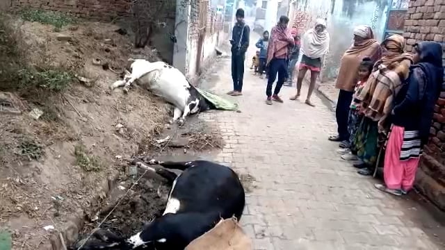 विद्युत सब स्टेशन सोनई के तेहरा महावन में विद्युत विभाग की लापरवाही:करंट से दो आवारा गौवंश की मौत