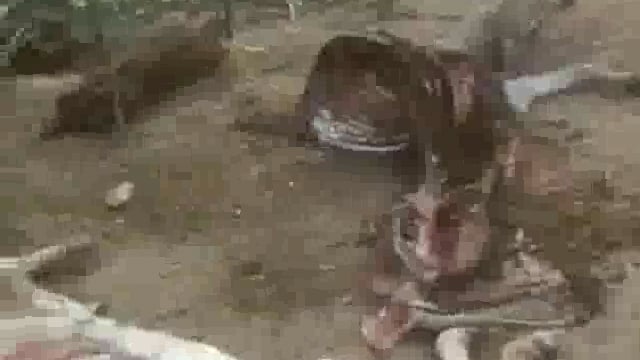 वृहद गौशाला गौवंशों के लिए बना काला पानी, भारी संख्या में गौवंश मृत पड़े, विभाग की आँख बंद
ब्लाक मंगरौरा ग्राम इटवा