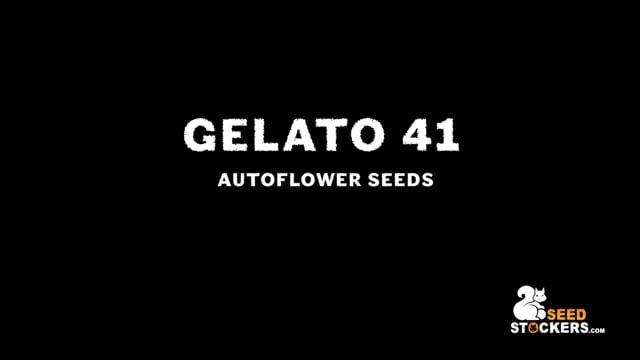Vídeo — Gelato 41 Sementes Autoflorescentes