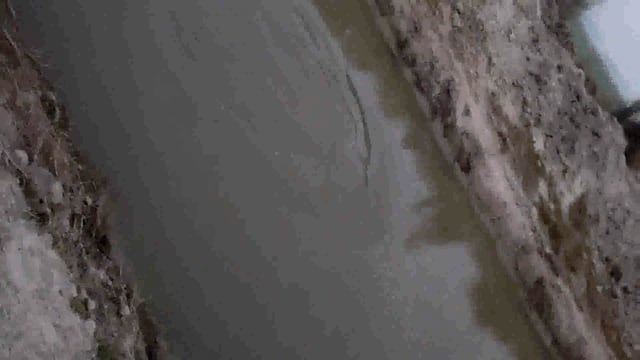 रायपुर तिआई की नहर में डाल्फिन देखने की चर्चा
ग्रामीणों ने वीडियो किया वायरल
