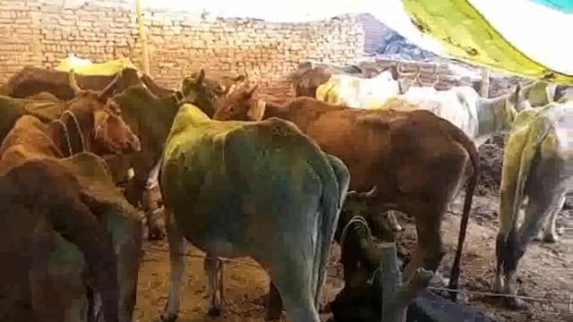 नीमगांव में आवारा गोवशों की सेवा में आये चारे में अज्ञातो ने लगाई आग सेवादार हुए दुखी