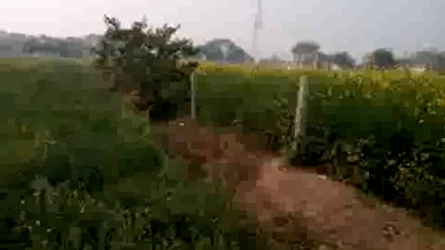 सोनई क्षेत्र में बूंदाबांदी के साथ चल रही सर्द हवा: बढ़ सकती है ठंड