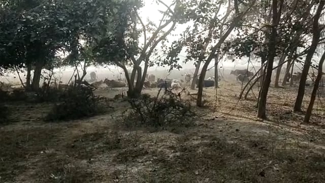 प्रतापगढ़ जनपद के बिहार विकासखण्ड में आवारा पशुओं से किसान हो रहे परेशान रात भर जग कर बचा रहे फसल अधिकारी बने मूर्खदर्शक।