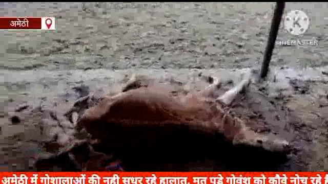 *अमेठी*

अमेठी में गोशालाओं की नही सुधर रहे हालात, मृत पड़े गोवंश को कौवे नोच रहे है, चरही में दूर दूर तक नहीं दिख रहा भ