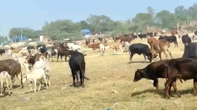 निराश्रित गौवंशो से किसान परेशान
बाबागंज विकास खण्ड के जिम्मेदारों की आँख बन्द
