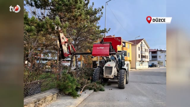 Kaldırımı Kapatan Ağaçlara Budama