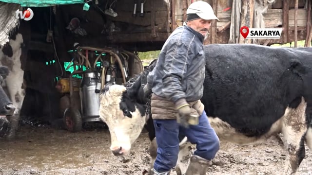 Buzağısının Sokak Köpekleri Tarafından Parçalandığını İddia Etti