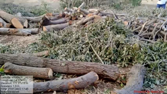 आटपाडी तालुक्यात वन विभागाचा गलथान कारभार राजरोसपणे संरक्षित वृक्षाची तोड


