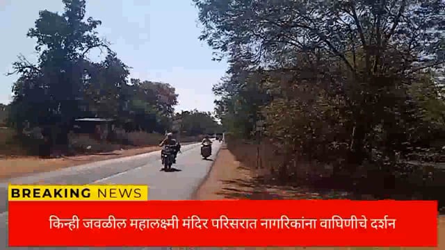 किन्ही येथील इको पार्क परिसरातील चंद्रपूर राज्य महामार्गावर वाघिणीचे दर्शन. 