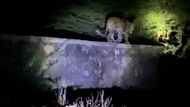 मथुरा के गेहवर वन में तेंदुए का वीडियो हुआ वायरल ग्रामीणों में भय व्याप्त मौके पर पहुंची वन विभाग की टीम