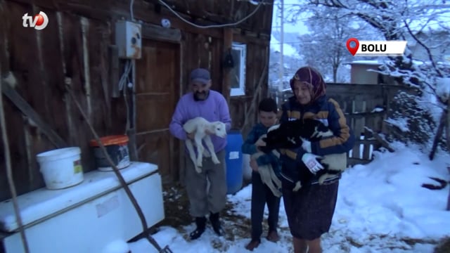 Yeni Doğan Kuzular Donmasın Diye Evde Bakıyorlar