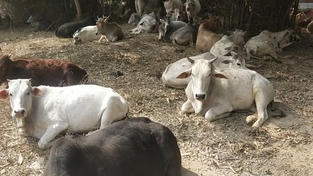 बिहार ब्लॉक के रामगढ़ बनोही में आवारा पशुओं के आतंक से ग्रामीण परेशान रातों में खेतों में सोने को मजबूर हो रहे किसान,