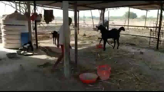 य प वाडीतील त्या वयस्कर शेतकऱ्यांनी इंग्रजीतून संभाषण का केले याचे कारण ऐकून आपणही थक्क झाल्याशिवाय राहणार नाही